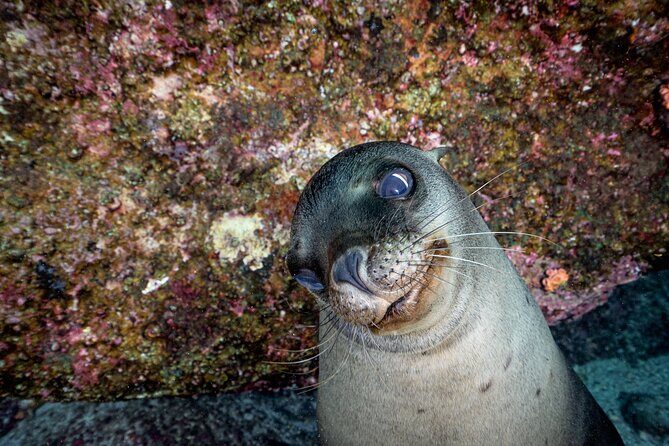 Scuba Dive in La Paz: Sea Lions, Turtles, Fish Schools and Wrecks - FAQ