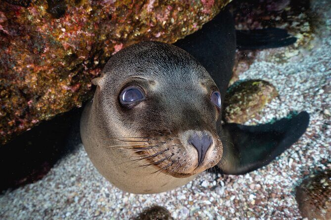 Scuba Dive in La Paz: Sea Lions, Turtles, Fish Schools and Wrecks - Final Thoughts