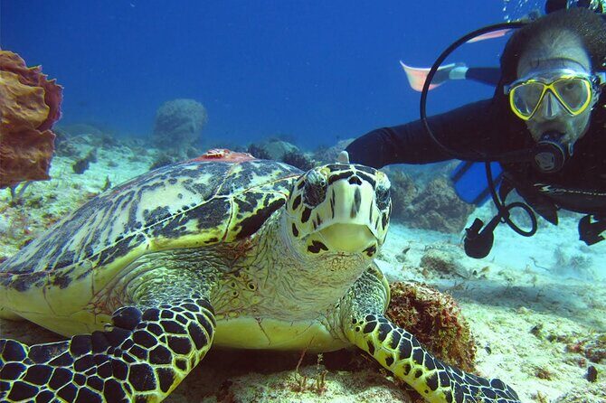 Scuba Dive in the best reefs in the Riviera Maya 2 tanks - The Itinerary in Detail