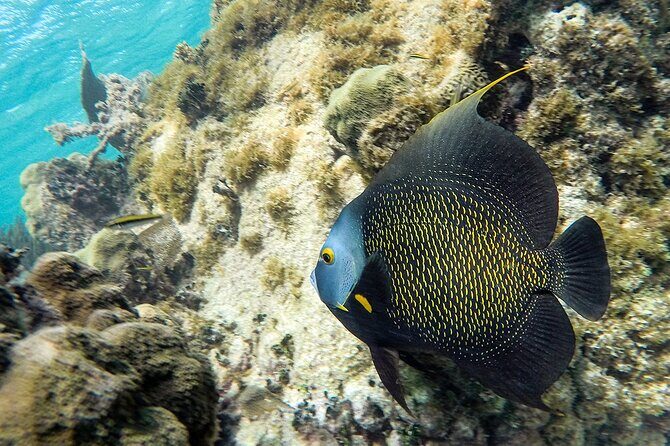 Scuba Dive in the best reefs in the Riviera Maya 2 tanks - Practical Tips for Travelers