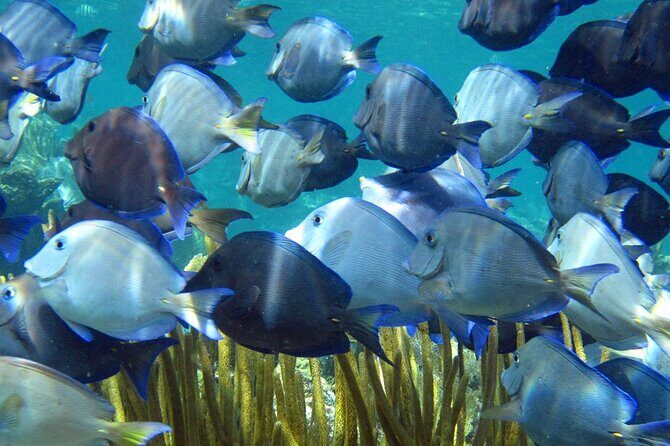 Scuba Dive in the best reefs in the Riviera Maya 2 tanks - Who Is This Tour Best For?
