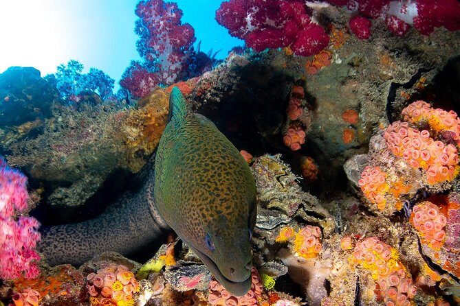 Scuba Dive the S.S. Yongala Wreck on the Great Barrier Reef. - An Authentic Underwater Adventure