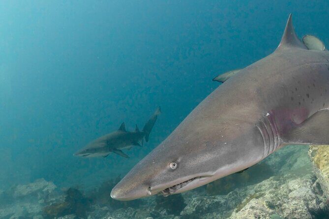 Scuba Dive With Grey Nurse Sharks in Bushrangers Bay - The Value of a Small Group Dive with Marine Experts