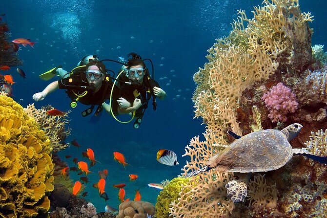 Scuba dive with sharing transfers - What to Expect: The Experience in Detail