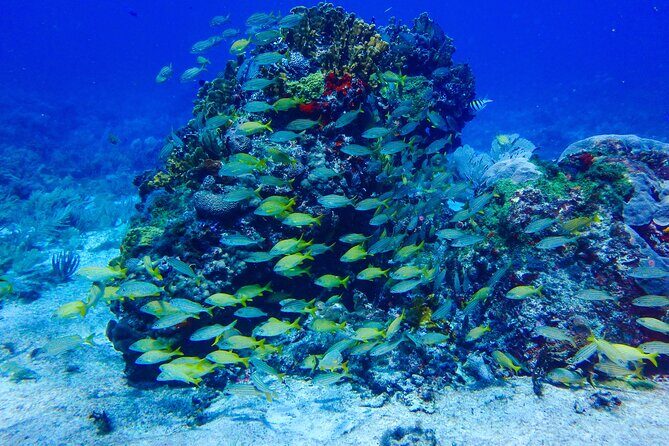 Scuba Diver Certification Course - Key Points