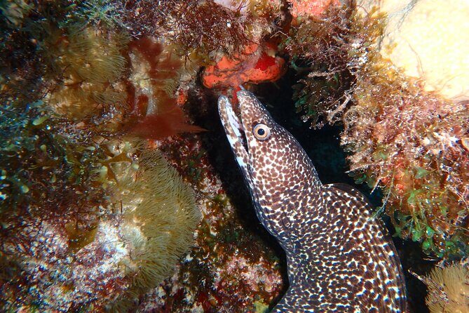 Scuba Diver Certification Course - FAQ