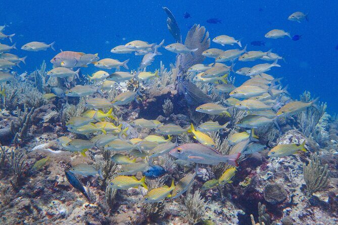 Scuba Diver Certification Course - Final Thoughts