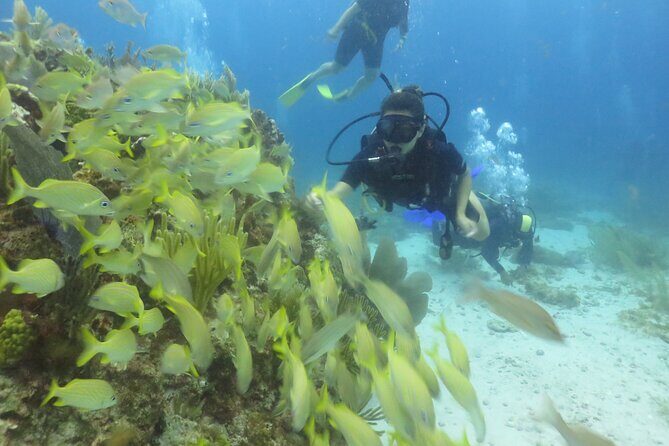 Scuba Diving (1st time) in Cancun Beginner's WELCOMED! - What to Expect Underwater
