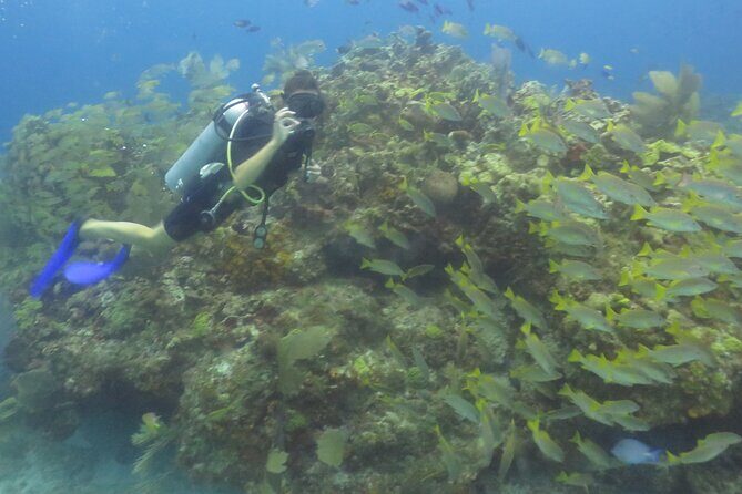 Scuba Diving (1st time) in Cancun Beginner's WELCOMED! - Costs and Practical Considerations