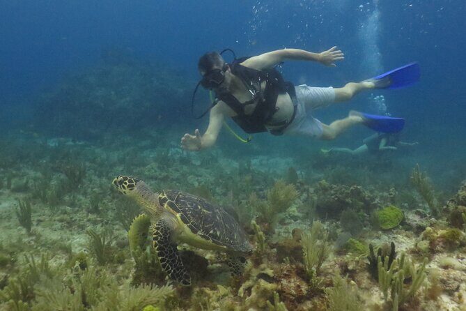 Scuba Diving (1st time) in Cancun Beginner's WELCOMED! - Summary of Reviews