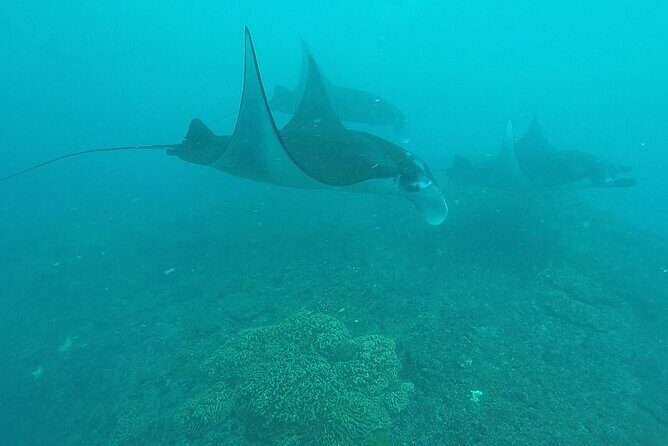 Scuba Diving 3 dives including Manta Rays at Nusa Penida - Practical Tips for Your Trip