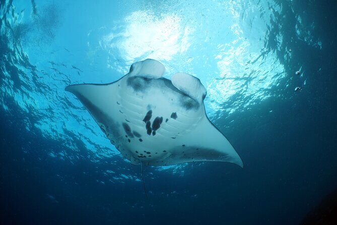Scuba Diving 3 dives including Manta Rays at Nusa Penida - Who Will Love This Tour?
