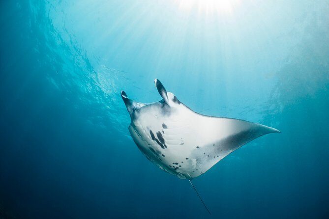 Scuba Diving 3 dives including Manta Rays at Nusa Penida - FAQ