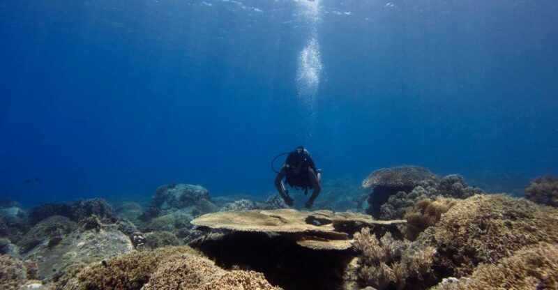 Scuba Diving 3 Islands Nha Trang Tour - Coral Bay 1 and Coral Bay 2: Marine Highlights