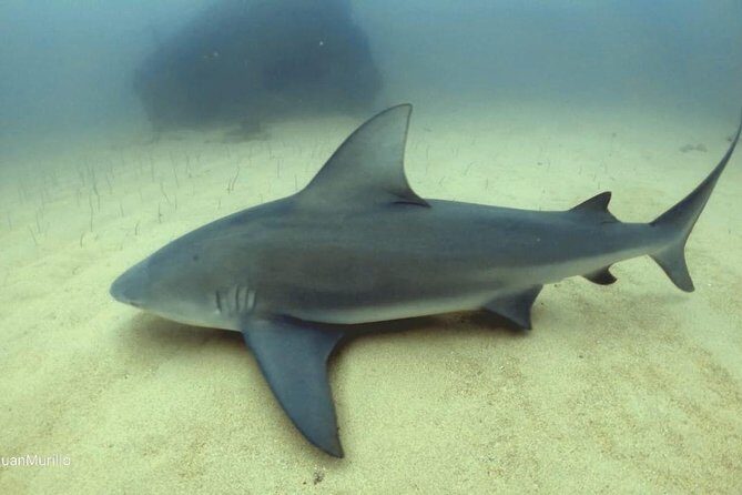 Scuba Diving adventure Cabo pulmo - What Makes This Tour Stand Out?
