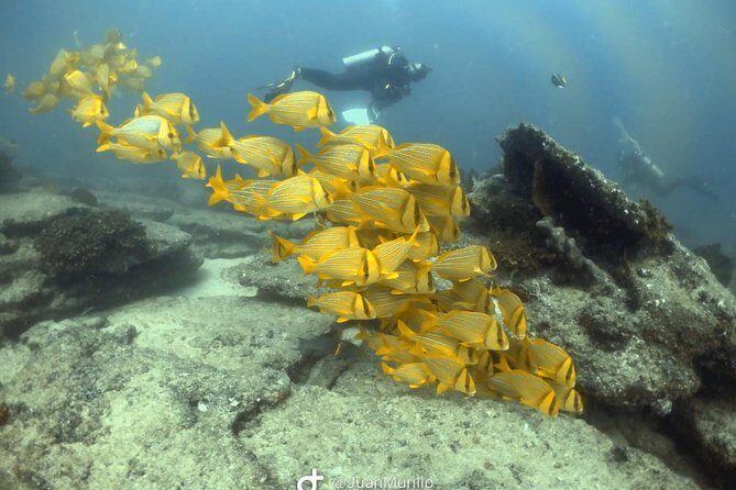 Scuba Diving adventure Cabo pulmo - Cost, Value, and Overall Impression