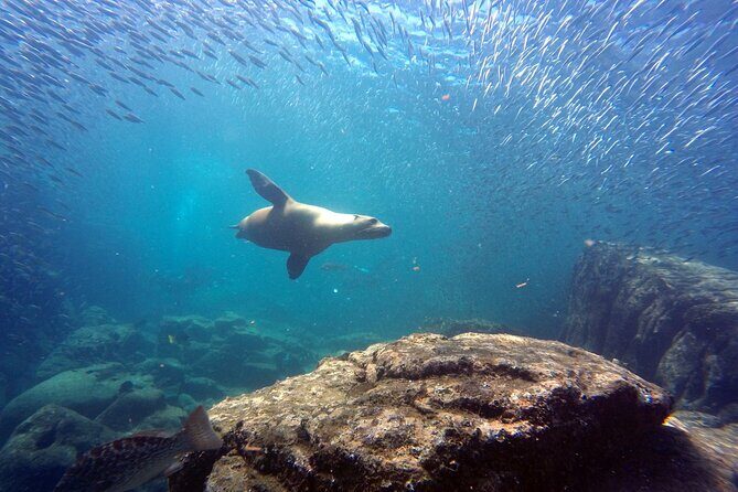 Scuba Diving Adventure in La Paz - A Detailed Look at the La Paz Scuba Adventure
