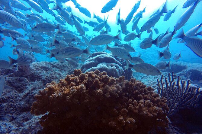 Scuba Diving Adventure in La Paz - Final Thoughts