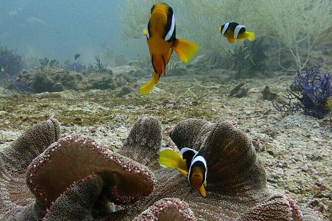 Scuba Diving Adventure in Musandam, Oman - Practical Details for Your Trip