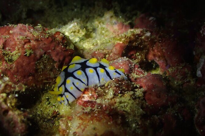 Scuba Diving Adventure in Musandam, Oman - FAQ Section