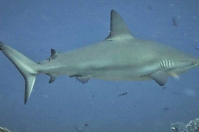 Scuba Diving Adventure WITHOUT CERTIFICATION! Try it today! - Who Will Love This Experience?