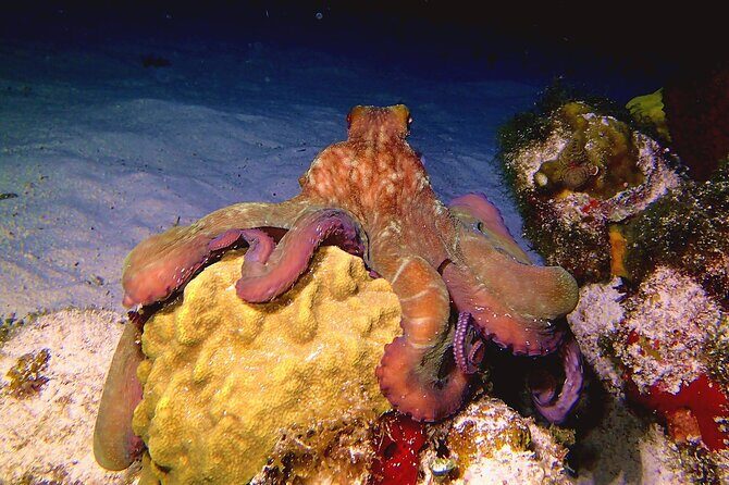 Scuba Diving Adventure WITHOUT CERTIFICATION! Try it today! - The Sum Up: Why This Tour Might Be Your Best Bet