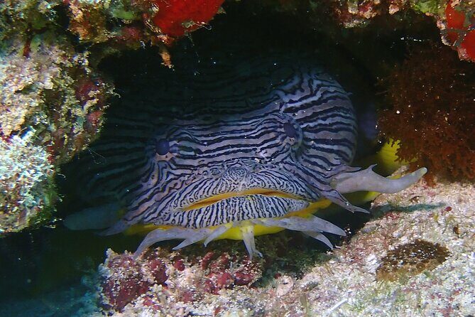 Scuba Diving Adventure WITHOUT CERTIFICATION! Try it today! - FAQ