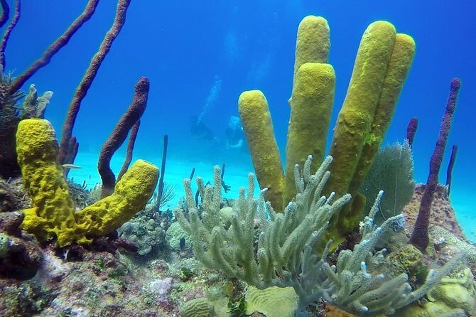 Scuba Diving at Catalina Island - 2 tank - for Certified Divers - An In-Depth Look at the Catalina Island Dive Experience