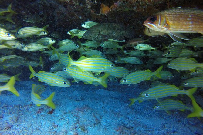 Scuba Diving at Catalina Island - 2 tank - for Certified Divers - The Sum Up: Is This Tour Worth It?