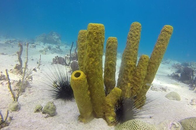 Scuba Diving at Catalina Island - 2 tank - for Certified Divers - FAQ