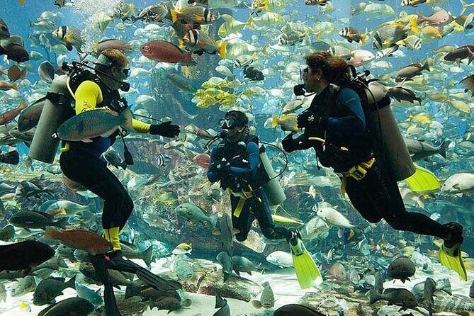 Scuba Diving at Jumeirah Dubai with Private Transfers - Key Points