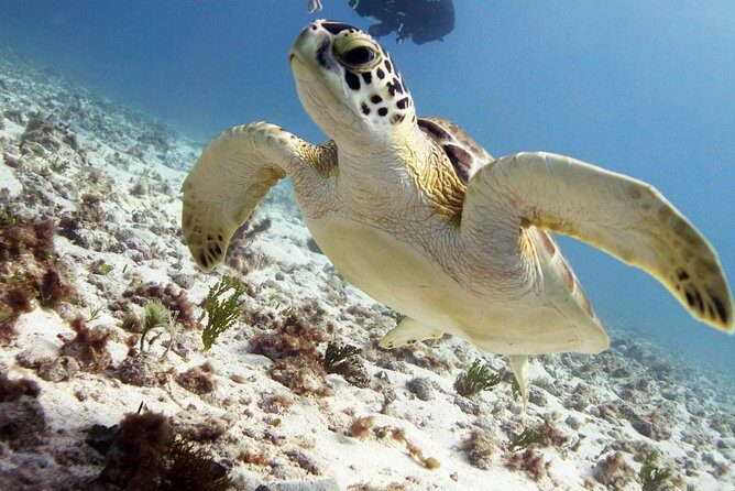 Scuba diving at MUSA the underwater museum for certified divers - Who Will Love This Tour?