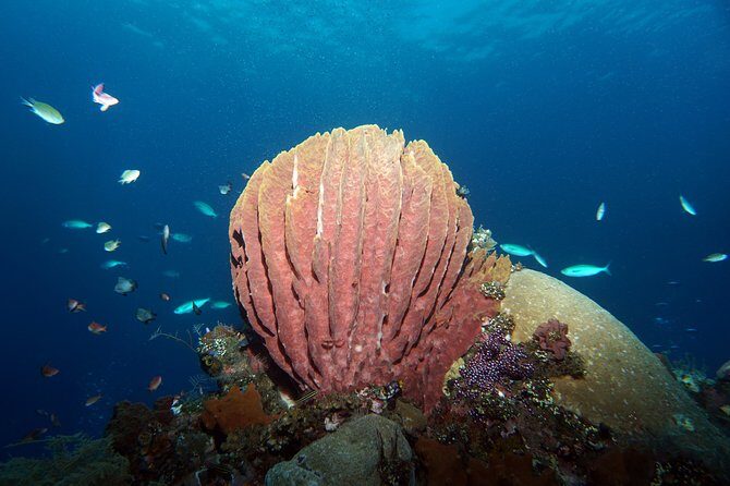 Scuba Diving at Tulamben USAT Liberty Wreck - The Sum Up