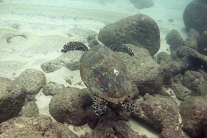 Scuba Diving at Unawatuna - Practical Tips for Travelers