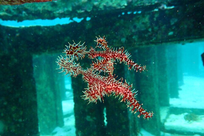 Scuba Diving Daytrip to Racha Yai - FAQs