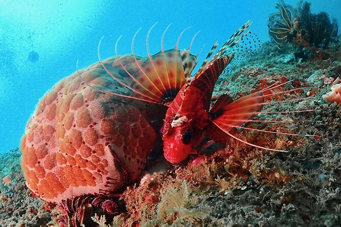 Scuba Diving For Beginners - Key Points