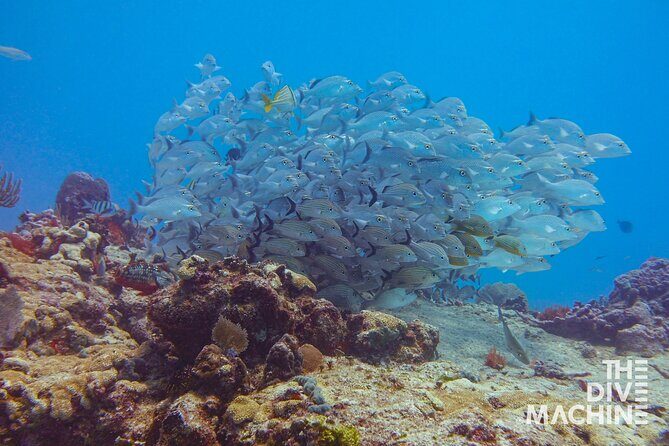 Scuba Diving for Beginners Playa del Carmen or Tulum - The Cost and Value