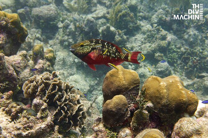Scuba Diving for Beginners Playa del Carmen or Tulum - Practical Tips