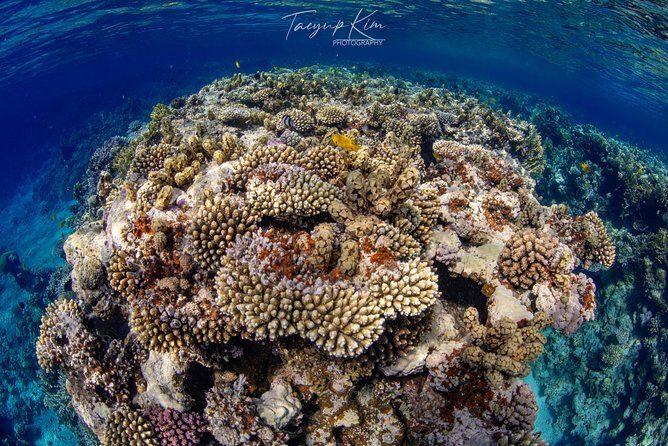 Scuba Diving for Certified Divers - Why the Experience Shines