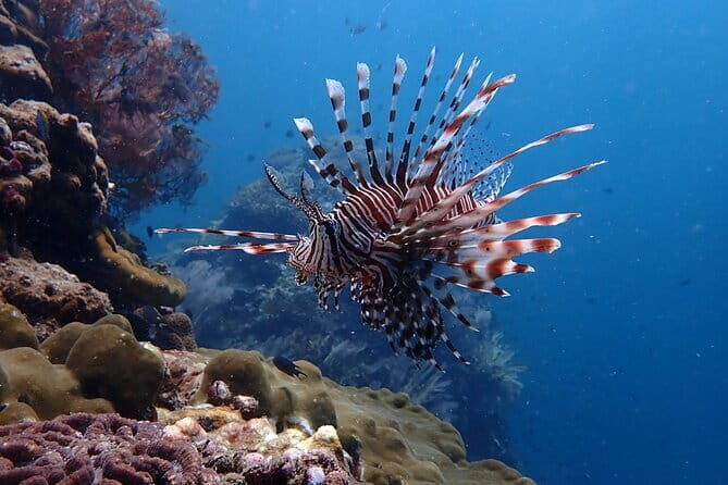 Scuba Diving from Koh Yao Yai - Authentic Insights from Other Travelers
