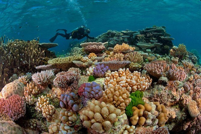 Scuba Diving Full Day Boat Trip for beginners With Lunch & Transfer Hurghada - Key Points