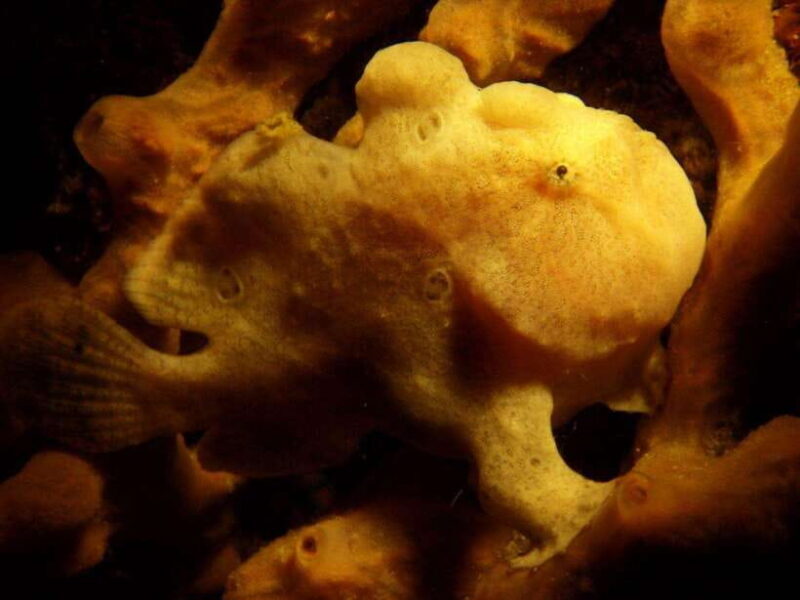 Scuba Diving in Boracay: SSI Basic Diver for Beginners - Who Should Consider This Experience?
