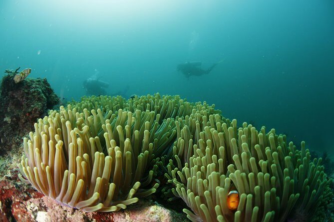 Scuba Diving in Boracay: SSI Basic Diver for Beginners - What to Expect from the SSI Basic Diver Course in Boracay