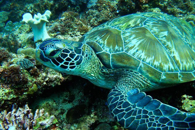Scuba Diving in Boracay: SSI Basic Diver for Beginners - Authentic Review Snippets