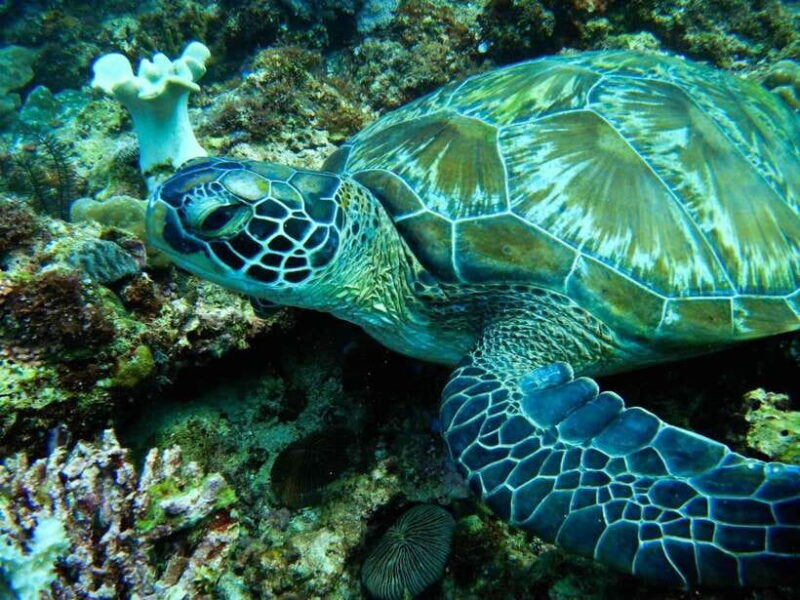 Scuba Diving in Boracay: SSI Open Water Certification - Key Points