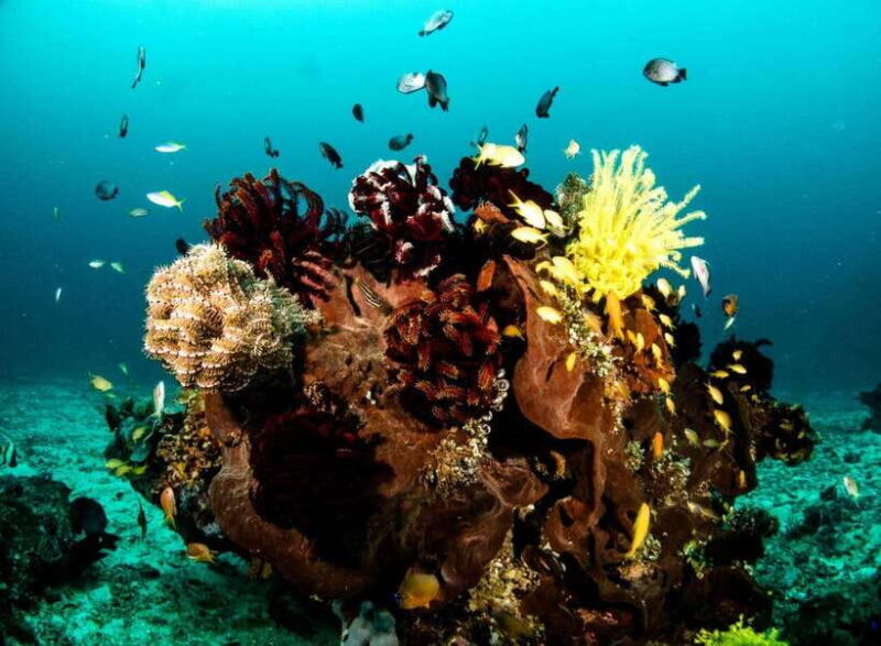 Scuba Diving in Boracay: SSI Open Water Certification - The Practicalities: What to Know Before Booking