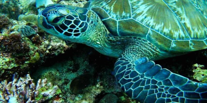 Scuba Diving in Boracay: SSI Open Water Certification - Who Should Consider This Course?