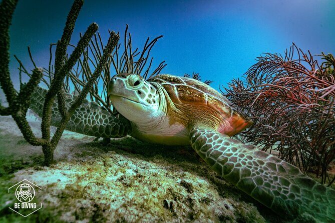 Scuba Diving in Cozumel Island - Key Points