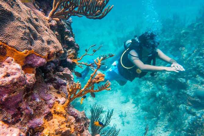 Scuba Diving in Cozumel Island - An In-Depth Look at the Experience