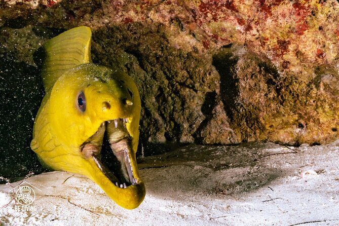 Scuba Diving in Cozumel Island - Who to Consider This Tour?